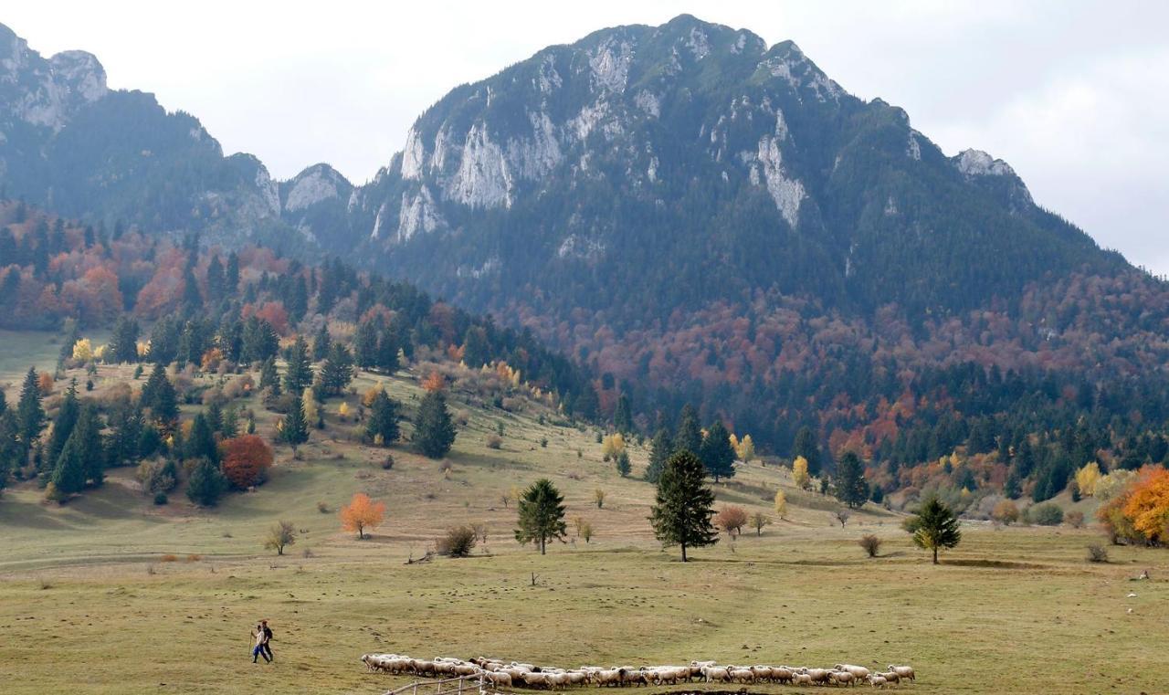 Taverna Pietrei Craiului Zărneşti Esterno foto